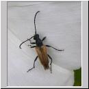 Pseudovadonia livida - Bockkaefer 03.jpg